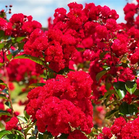 Stunning Landscapes with Rufffed Red Magic Crape Myrtle